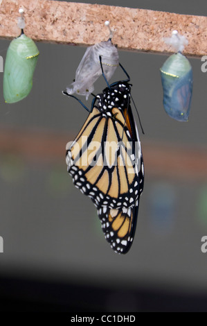 Butterfly World, Icod de Los Vinos, Teneriffa. Frisch geschlüpfte Monarchfalter mit Puppen. Stockfoto