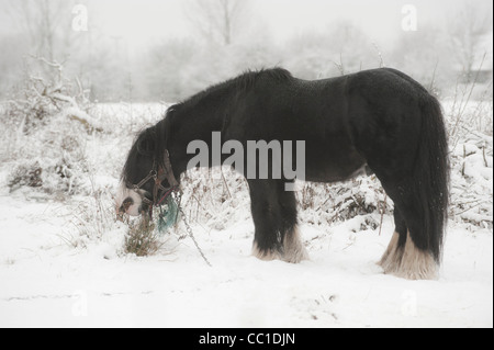 Fethered schwarzes Pferd grasen in einem schneebedeckten Feld. Stockfoto