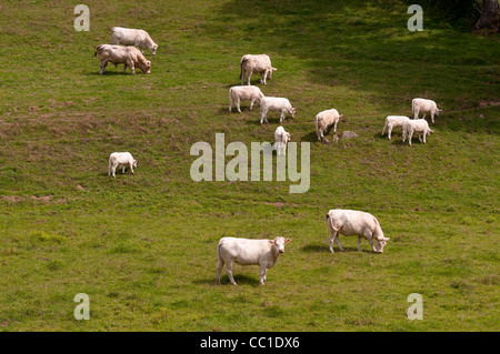 Ein Feld mit einer Herde von Kühen, Bourgogne, Frankreich Stockfoto