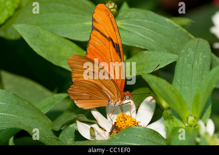 Julia Heliconian Schmetterling Stockfoto