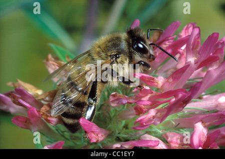 Honigbiene auf Klee, Appis mellifera Stockfoto