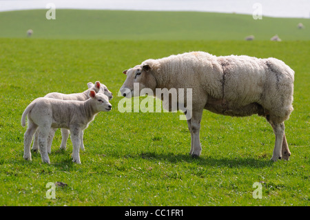 Schafe und Lämmer im Vereinigten Königreich Stockfoto
