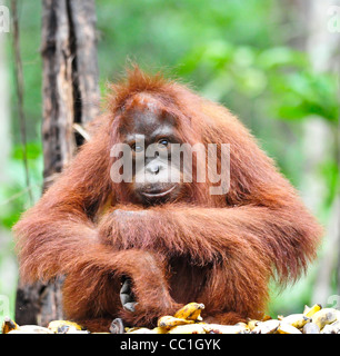 Eine juvenile Orang-Utan hilft sich Bananen an einer Futterstelle, Tanjung Puting Nationalpark, Kalimantan Tengah, Borneo. Stockfoto