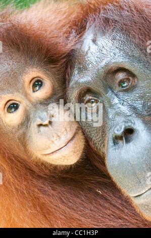 Eine wilde gewöhnt aber Mutter und Säugling Orang-Utan, Tanjung Puting Nationalpark, Kalimantan Tengah, Borneo. Stockfoto