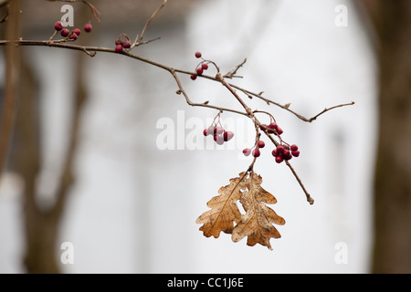 2 Eiche Traufe hängen von einem Zweig mit roten Beeren, die Anfänge der Winter, ein weißes Haus und Baum im Hintergrund anzeigen. Stockfoto