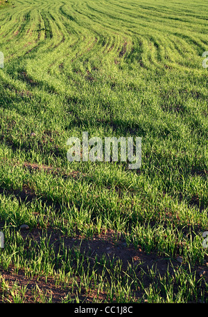 Spross des Weizens Stockfoto