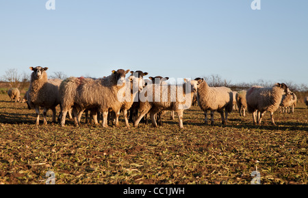 Schafe in einem Feld den Sonnenuntergang genießen Stockfoto