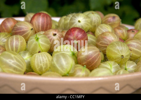 Eine Schüssel mit Reife Stachelbeeren Stockfoto