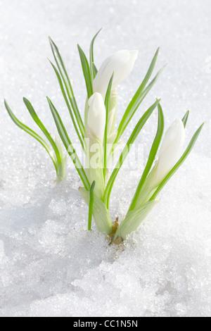 Krokusblüten Stockfoto