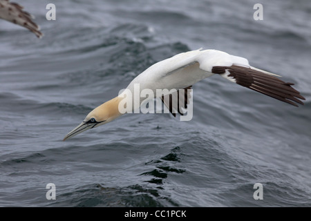 Basstölpel (Morus Bassanus) Tauchen. Stockfoto