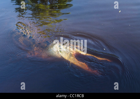 Amerikanischer Alligator (Alligator Mississippiensis), Okefenokee National Wildlife Refuge, Florida, USA Stockfoto