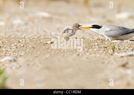 Erwachsene mindestens Tern mit einem Küken Stockfoto