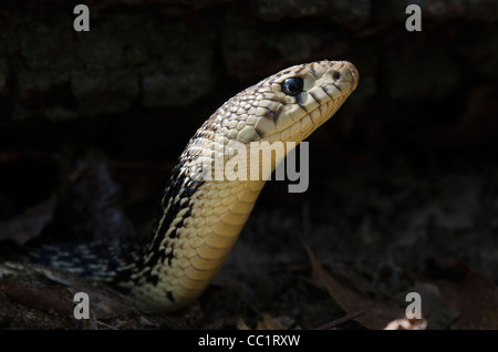 Louisiana Pine Snake (Pituophis Ruthveni), in Gefangenschaft. Die Orianne Indigo-Schlange bewahren, Telfair County, Georgia, USA Stockfoto