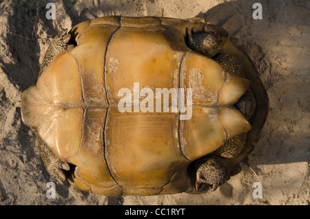 Gopher-Schildkröte (Gopherus Polyphemus). Die Orianne Indigo-Schlange bewahren, Telfair County, Georgia, USA. Digital verändert. Stockfoto