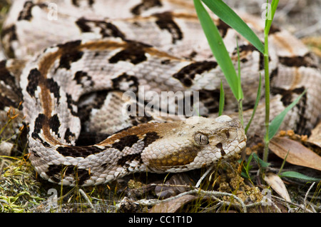 Canebrake oder Holz-Klapperschlange (Crotalus Horridus), Jugendkriminalität, gefangen. Orianne Indigo-Schlange zu bewahren, Georgia, USA Stockfoto