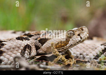 Canebrake oder Holz-Klapperschlange (Crotalus Horridus), Jugendkriminalität, gefangen. Orianne Indigo-Schlange zu bewahren, Georgia, USA Stockfoto