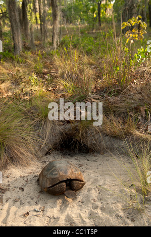 Gopher-Schildkröte (Gopherus Polyphemus), männlich im Fuchsbau. Die Orianne Indigo-Schlange bewahren, Telfair County, Georgia, USA Stockfoto