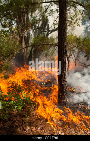 Vorgeschriebenen Burn in Longleaf Pine Forest, The Orianne Indigo-Schlange zu bewahren, Telfair County, Georgia, USA Stockfoto