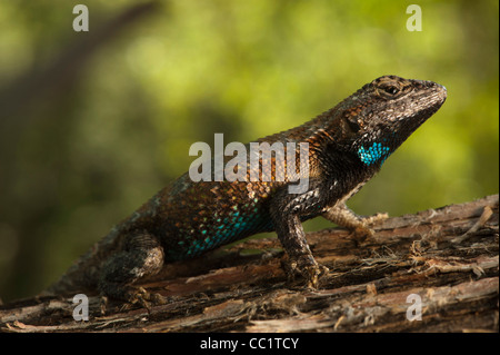 Östlichen Zaun-Eidechse (Sceloporus Undulatus), Orianne Indigo-Schlange bewahren, Telfair County, Georgia, USA Stockfoto