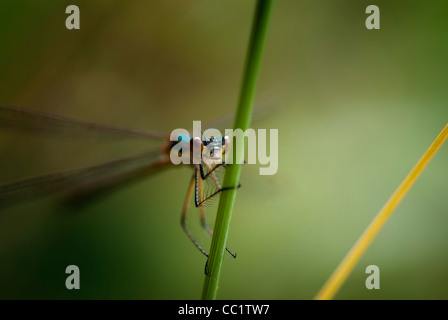 Damselfly Stockfoto