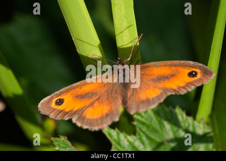 Gatekeeper-Schmetterling Stockfoto