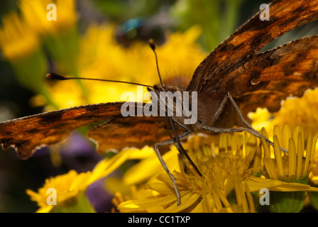 Satyr Komma (Polygonia Satyrus) Stockfoto