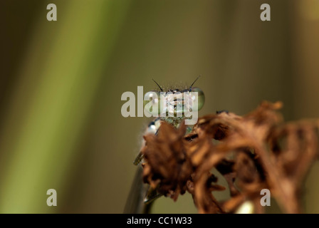 Damselfly Stockfoto