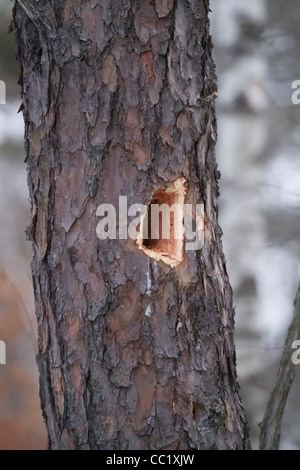 Ein Specht Loch an der Seite einer Pinie. Stockfoto