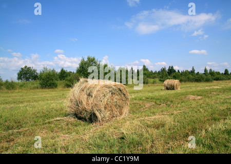 Heu auf Feld Stockfoto