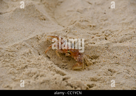 Ghost-Krabbe oder Sand Krabbe Closeup Portrait bei Las Bachas Beach, Santa Cruz Island, Galapagos-Inseln, Ecuador Stockfoto