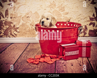 Golden Retriever 7 Wochen über Rand des roten Eimer mit Valentine Hearts spähen. Stockfoto