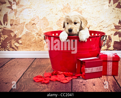 Golden Retriever 7 Wochen auf der Suche über Rand des roten Eimer mit Valentine Hearts. Stockfoto