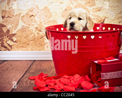 Golden Retriever 7 Wochen auf der Suche über Rand des roten Eimer mit Valentine Hearts. Stockfoto