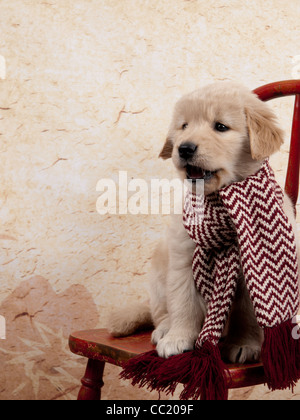 Golden Retriever Welpe sitzt auf einem roten Stuhl trägt einen roten-weißen Schal, er hat seinen Mund öffnen, als ob Sie sprechen. Stockfoto