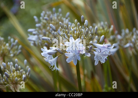 Nahaufnahme von Licht blaue Agapanthus - Lily Of The Nile- oder Schmucklilie. Silber Nebel Stockfoto