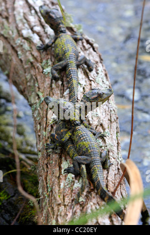 Jungen amerikanischen Alligatoren (Alligator Mississippiensis) Stockfoto