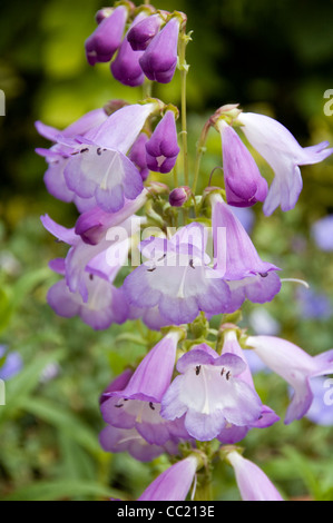 Penstemon Alice Hindley - Licht lila Blumen Stockfoto