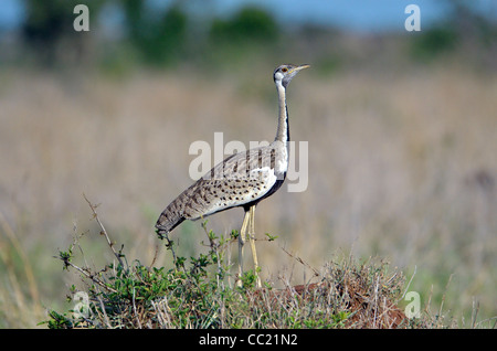 Krüger Nationalpark in Südafrika ist weltweit bekannt für Do it yourself Tierbeobachtungen zu erschwinglichen Preisen. Korhaan, Vogel Stockfoto