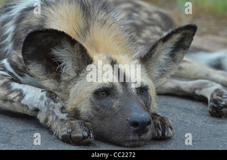 Krüger Nationalpark in Südafrika ist weltweit bekannt für Do it yourself Tierbeobachtungen zu erschwinglichen Preisen. Wilder Hund schlafen Stockfoto