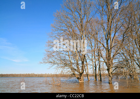 Eichenholz unter Frühling Überschwemmung Stockfoto