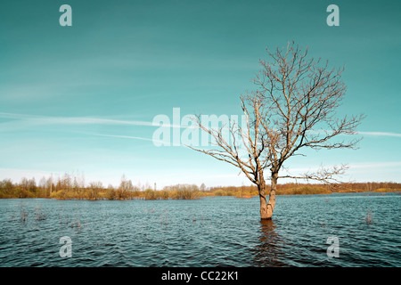 kleine Eiche unter Frühling Überschwemmung Stockfoto