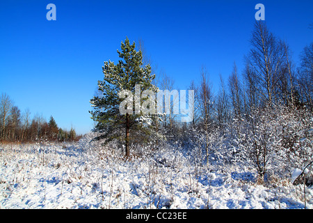 kleine Kiefer auf Winter-Feld Stockfoto