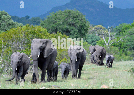 Krüger Nationalpark in Südafrika ist weltweit bekannt für Do it yourself Tierbeobachtungen zu erschwinglichen Preisen. Elefantenfamilie Stockfoto