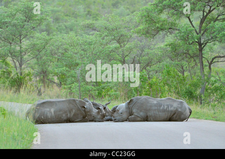 Krüger Nationalpark in Südafrika ist weltweit bekannt für Do it yourself Tierbeobachtungen zu erschwinglichen Preisen. Breitmaulnashörner schlafen Stockfoto