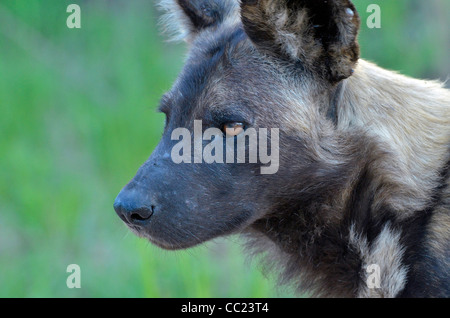 Krüger Nationalpark in Südafrika ist weltweit bekannt für Do it yourself Tierbeobachtungen zu erschwinglichen Preisen. Afrikanischer Wildhund. Stockfoto