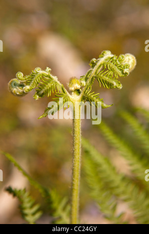 Indien, Arunachal Pradesh, Alsophila Spinulosa Baumfarn schießen unfurling Stockfoto