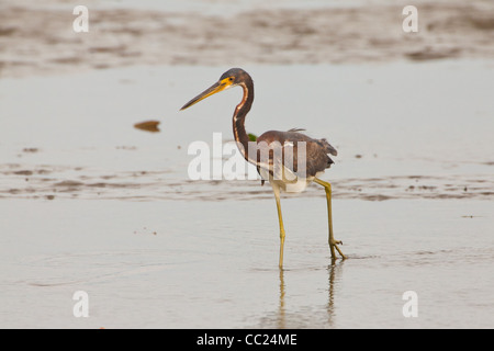 Dreifarbigen Reiher, Sci. Name; Egretta Tricolor, bei Punta Chame, Pazifikküste, Provinz Panama, Republik von Panama. Stockfoto