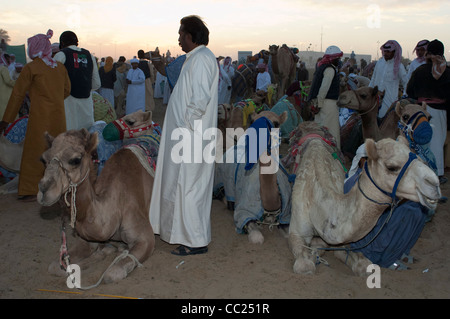 Kamele versammelten sich vor der Jahrhundertwende, Rennen. Kamelrennen in Dubai. Stockfoto