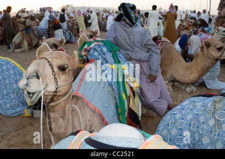 Kamele versammelten sich vor der Jahrhundertwende, Rennen. Kamelrennen in Dubai. Stockfoto