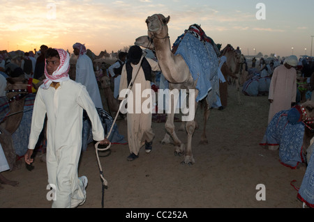 Kamele versammelten sich vor der Jahrhundertwende, Rennen. Kamelrennen in Dubai. 20.11.2010 Stockfoto